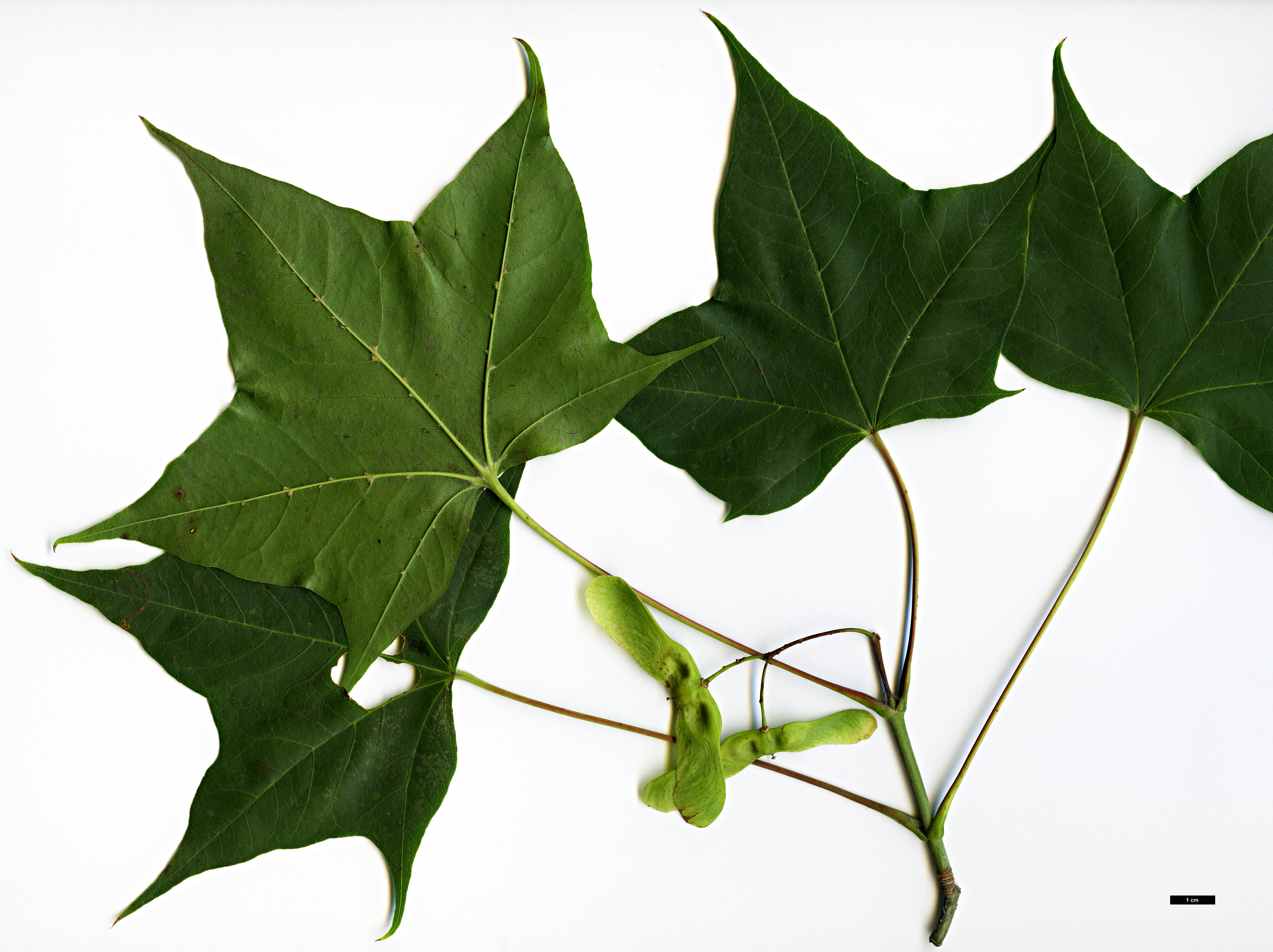 High resolution image: Family: Sapindaceae - Genus: Acer - Taxon: cappadocicum - SpeciesSub: subsp. sinicum